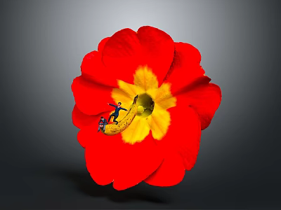 Red Flower With Red Petals And Yellow Center And Small Figure On Gray Background 3d model