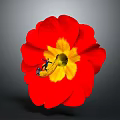 Red Flower With Red Petals And Yellow Center And Small Figure On Gray Background