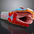 Anatomical Model Of Human Organs And Hair With Colorful Vessels And Tissues