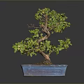 Green Leaf Bonsai Plant with Curved Trunk in Blue Square Ceramic Pot on Dark Background
