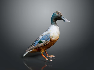Colorful Duck With Green Head Blue Wings And Brown Body Standing On Reflective Surface 3d model