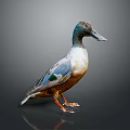 Colorful Duck With Green Head Blue Wings And Brown Body Standing On Reflective Surface