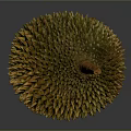 Fresh Ripe Durian Tropical Fruit With Spiky Outer Skin Isolated On Gray Background