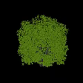 Lush Green Tree With Dense Foliage Slender Trunk And Rounded Shape Against White Background