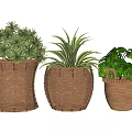 Bonsai Potted Plants with Wicker Pots and Various Green Leaves for Decorative