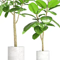 Lush Bonsai Potted Plant With Green Leaves And White Concrete Pot