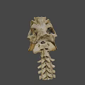 Detailed Animal Skull With Sharp Teeth And Bone Texture On Black Background