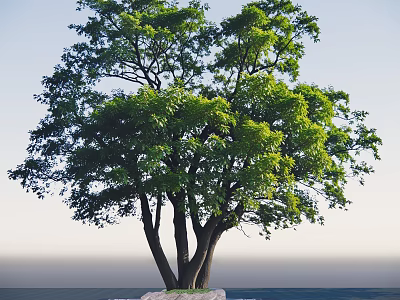 Large Deciduous Tree With Lush Green Foliage And Multiple Trunks In Landscape 3d model