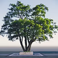 Large Deciduous Tree With Lush Green Foliage And Multiple Trunks In Landscape
