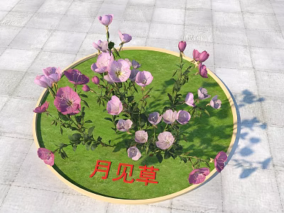 Blooming Purple Evening Primrose Flowers In Circular Green Grassy Area 3d model