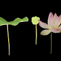 Fresh Green Lotus Leaf Pink Flower And Seed Pod Isolated On Black