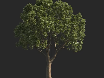 Single Arbor With Lush Green Foliage And Brown Trunk Isolated On Black 3d model