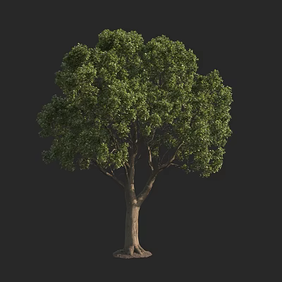 Single Arbor With Lush Green Foliage And Brown Trunk Isolated On Black 3d model