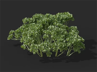 Fresh Green Parsley Vegetable Bunch With Healthy Vibrant Leaves And Stems 3d model