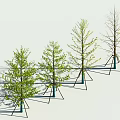 Four Arbor Trees in Different Foliage States with Blue Tripod Supports on Black Background