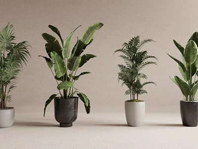 Various Potted Plants With Different Leaf Shapes And Colored Pots On Light Background 3d model