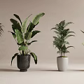 Various Potted Plants With Different Leaf Shapes And Colored Pots On Light Background