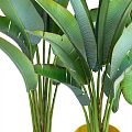 Beautiful Potted Plants With Large Green Leaves In Stylish Decorative Pots
