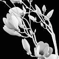 Elegant Pink Magnolia Flowers in Transparent Glass Vase on Black Background