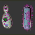 Medical Imaging Device Showing Microorganism Detailed Structure View And Analysis