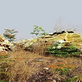 Thriving Bush With Green Plants Near Dead Wood Rocks Dry Grass And Fallen Leaves