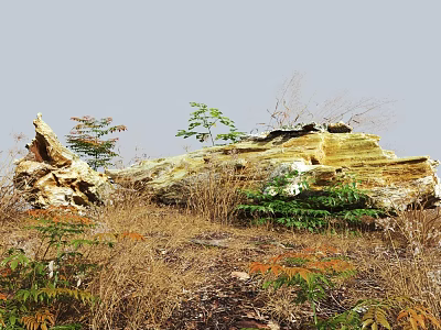 Thriving Bush With Green Plants Near Dead Wood Rocks Dry Grass And Fallen Leaves 3d model
