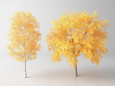 Two Tall Deciduous Trees With Lush Yellow Autumn Leaves And Smooth Trunks 3d model