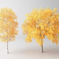 Two Tall Deciduous Trees With Lush Yellow Autumn Leaves And Smooth Trunks