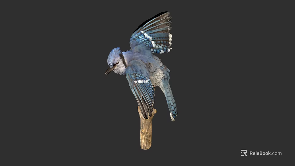Blue Jay with Spread Wings on Wooden Branch Against Dark Background 3d model 