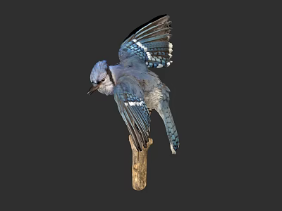 Blue Jay with Spread Wings on Wooden Branch Against Dark Background 3d model
