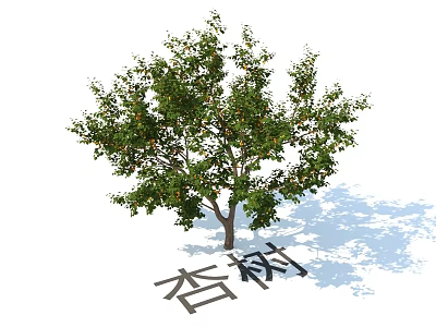 Beautiful Apricot Tree With Lush Green Foliage And Vibrant Fruits As Garden Plant Combination 3d model