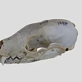Detailed Animal Skull With Natural Bone Texture Surface Markings And Visible Teeth