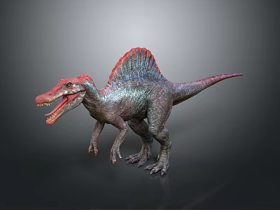 Realistic Spinosaurus Dinosaur Model With Red Pink Sail Standing Open Mouth Dark Background 3d model