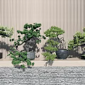 Various Decorative Bonsai Trees In Different Styles Against Striped Wall With Textured Floor
