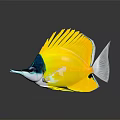 Vibrant Yellow Fish With Blue Head White Tail Fan Like Dorsal Fin And Long Snout