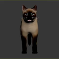 Siamese Cat Standing With Blue Eyes Light Brown Body And Dark Ears Paws Tail