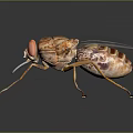 Brownish Yellow Fly With Red Compound Eyes Transparent Wings And Slender Legs On Reflective Surface