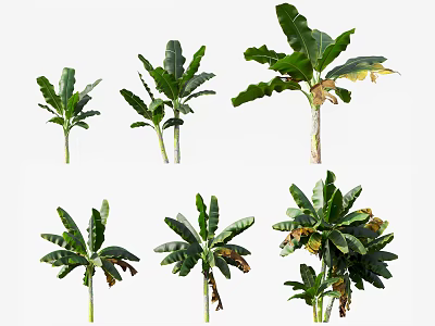 Collection of Banana Trees in Various Growth Stages with Large Green Leaves and Yellowing Edges 3d model
