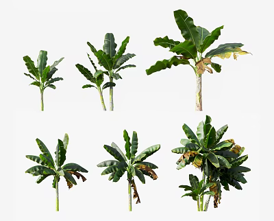 Modern Plantain Tree 3d model
