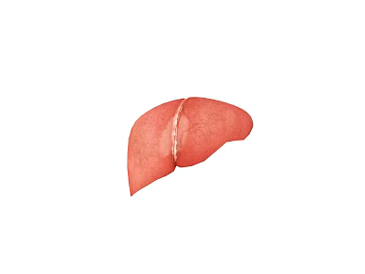 Detailed Anatomical Structure of Human Abdominal Organ Liver with Vascular Details 3d model