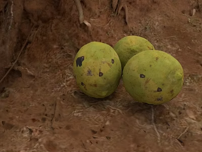 Earthy Ground With Three Green Fruits Black Spots Tree Roots And Dry Leaves 3d model