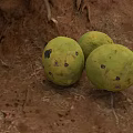 Earthy Ground With Three Green Fruits Black Spots Tree Roots And Dry Leaves