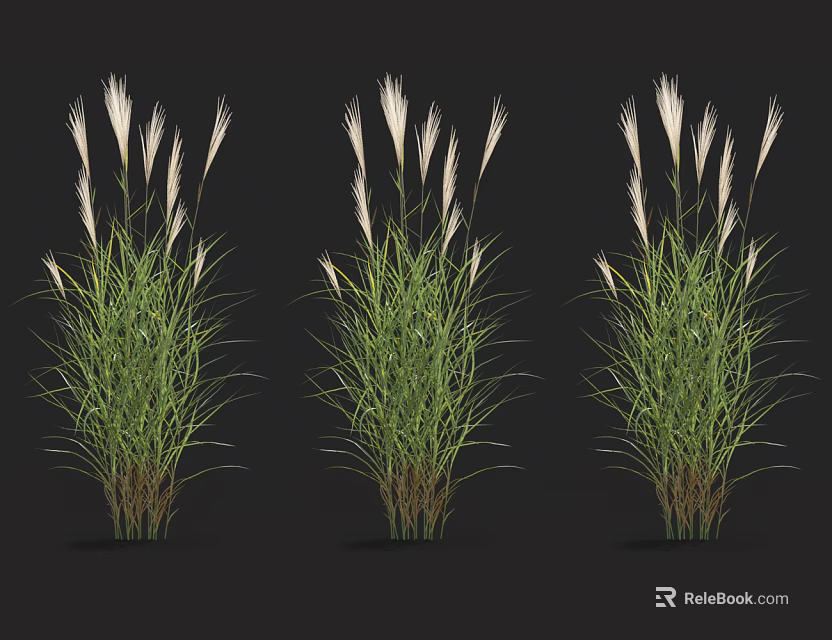 Three Clumps of Ornamental Grasses with Green Foliage and White Plumes 3d model 