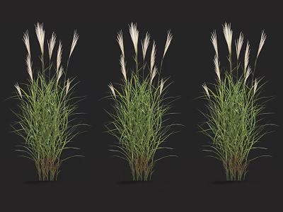 Three Clumps of Ornamental Grasses with Green Foliage and White Plumes 3d model