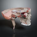 Human Skull Anatomical Structure 3D Model Showing Internal Organs and Hair
