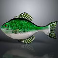 Aquatic Animal Green Fish With Green Scales And White Belly On Gray Background With Reflection