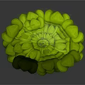 Fresh Green Leaf Like Hemispherical Food With Natural Organic Surface Structure