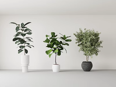 Indoor Potted Plants with Different Green Foliage in White and Gray Minimalist Pots for Modern Home Decor 3d model