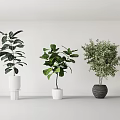Indoor Potted Plants with Different Green Foliage in White and Gray Minimalist Pots for Modern Home Decor