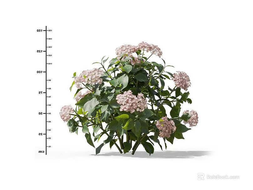 Bushy Plant With Pink Flowers And Green Leaves Height Measurement Scale 3d model 